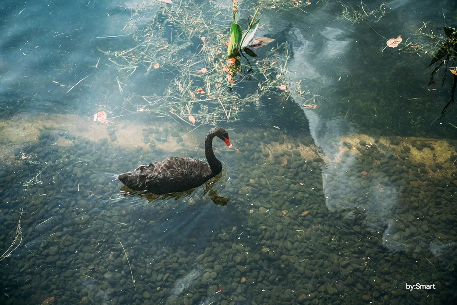 TTArtisan 50mm F2 Full Frame Large Aperture Manual Portrait Lens for Nikon Z Mount Mirrorless Camera Z5 Z6 Z7 Z6II MarkII Z7II Zfc Z0 Z9 Black - Image 4